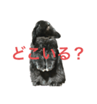 うちの黒ウサギ（個別スタンプ：5）