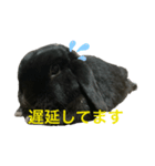 うちの黒ウサギ（個別スタンプ：6）