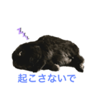 うちの黒ウサギ（個別スタンプ：7）