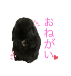 うちの黒ウサギ（個別スタンプ：8）