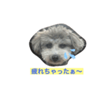 CORON-CHEESE（個別スタンプ：6）
