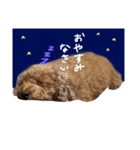 今日のこたロン（個別スタンプ：4）