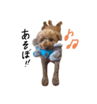 今日のこたロン（個別スタンプ：5）