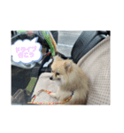 大切なうちの家族（個別スタンプ：6）