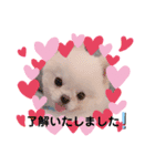ぼく、ポメラニアンのくんちゃん♡（個別スタンプ：1）