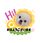 ぼく、ポメラニアンのくんちゃん♡（個別スタンプ：3）