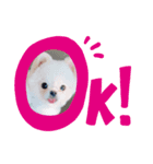 ぼく、ポメラニアンのくんちゃん♡（個別スタンプ：5）