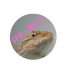 フトアゴトカゲ NO.1（個別スタンプ：4）