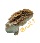 フトアゴトカゲ NO.1（個別スタンプ：6）