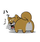 太っちょ犬【基本編】（個別スタンプ：31）