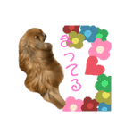 ポメくん1111（個別スタンプ：2）