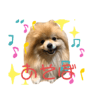 ポメくん1111（個別スタンプ：3）
