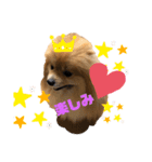 ポメくん111（個別スタンプ：5）