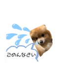 ポメくん111（個別スタンプ：6）