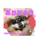 ポメくん111（個別スタンプ：8）