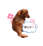 ミニチュアダックスフンド2（個別スタンプ：2）