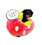 ミニチュアダックスフンド2（個別スタンプ：6）