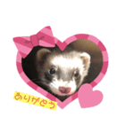 フェレットのフェっちゃん（個別スタンプ：2）