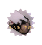 フェレットのフェっちゃん（個別スタンプ：3）