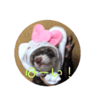 フェレットのフェっちゃん（個別スタンプ：6）