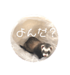 フェレットのフェっちゃん（個別スタンプ：7）