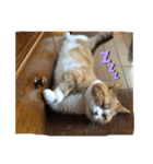 Good night by cat（個別スタンプ：3）