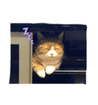 Good night by cat（個別スタンプ：4）