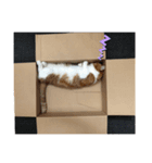 Good night by cat（個別スタンプ：7）