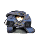 Good night by cat（個別スタンプ：8）