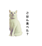 しろねここむぎスタンプ（個別スタンプ：1）