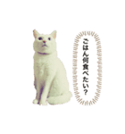 しろねここむぎスタンプ（個別スタンプ：2）