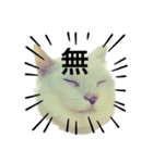 しろねここむぎスタンプ（個別スタンプ：3）
