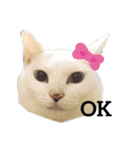 しろねここむぎスタンプ（個別スタンプ：4）