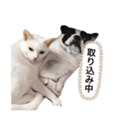 しろねここむぎスタンプ（個別スタンプ：7）