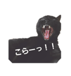 とんちゃんここちゃん（個別スタンプ：8）