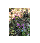 綺麗な花のスタンプ（個別スタンプ：4）