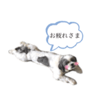 イブイブスタンプ♫（個別スタンプ：3）