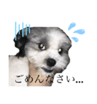 イブイブスタンプ♫（個別スタンプ：8）