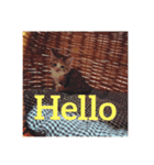 こねこの ミーにゃん（個別スタンプ：2）