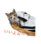 こねこの ミーにゃん（個別スタンプ：3）