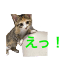 こねこの ミーにゃん（個別スタンプ：5）