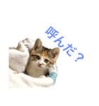 こねこの ミーにゃん（個別スタンプ：6）