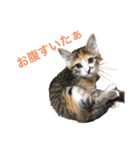 こねこの ミーにゃん（個別スタンプ：8）