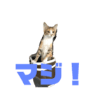 こねこのみーにゃん3（個別スタンプ：2）