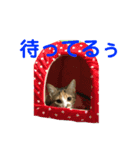 こねこのみーにゃん3（個別スタンプ：3）