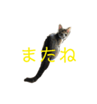 こねこのみーにゃん3（個別スタンプ：4）