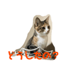 こねこのみーにゃん3（個別スタンプ：5）