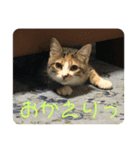こねこのみーにゃん3（個別スタンプ：8）