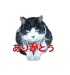 ミーちゃんのスタンプpart1（個別スタンプ：2）