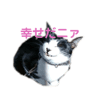 ミーちゃんのスタンプpart1（個別スタンプ：3）